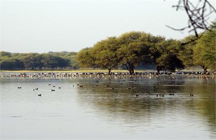 Khijadia Wildlife Sanctuary